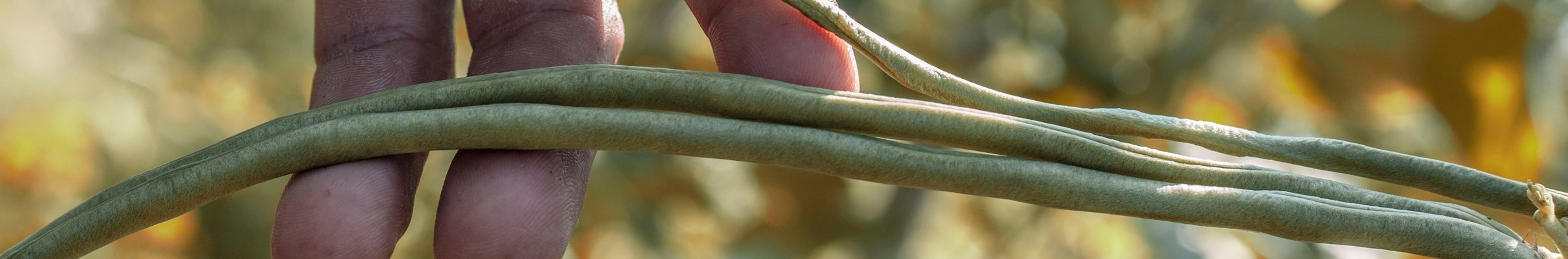 Mycotoxins, Biopesticides and Seed Quality Research